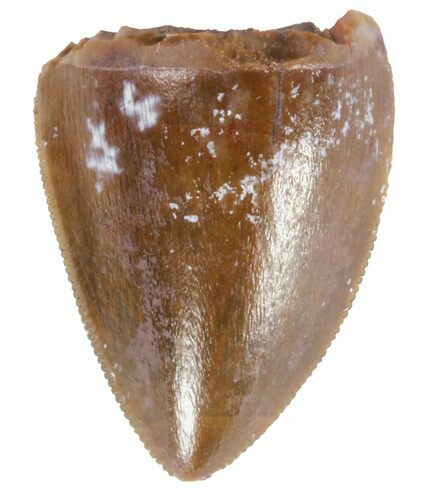 Serrated, Phytosaur (Redondasaurus) Tooth - Arizona #62389